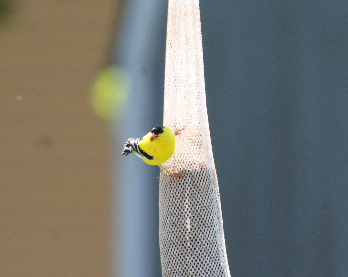 American Goldfinch - Kristin owens-white
