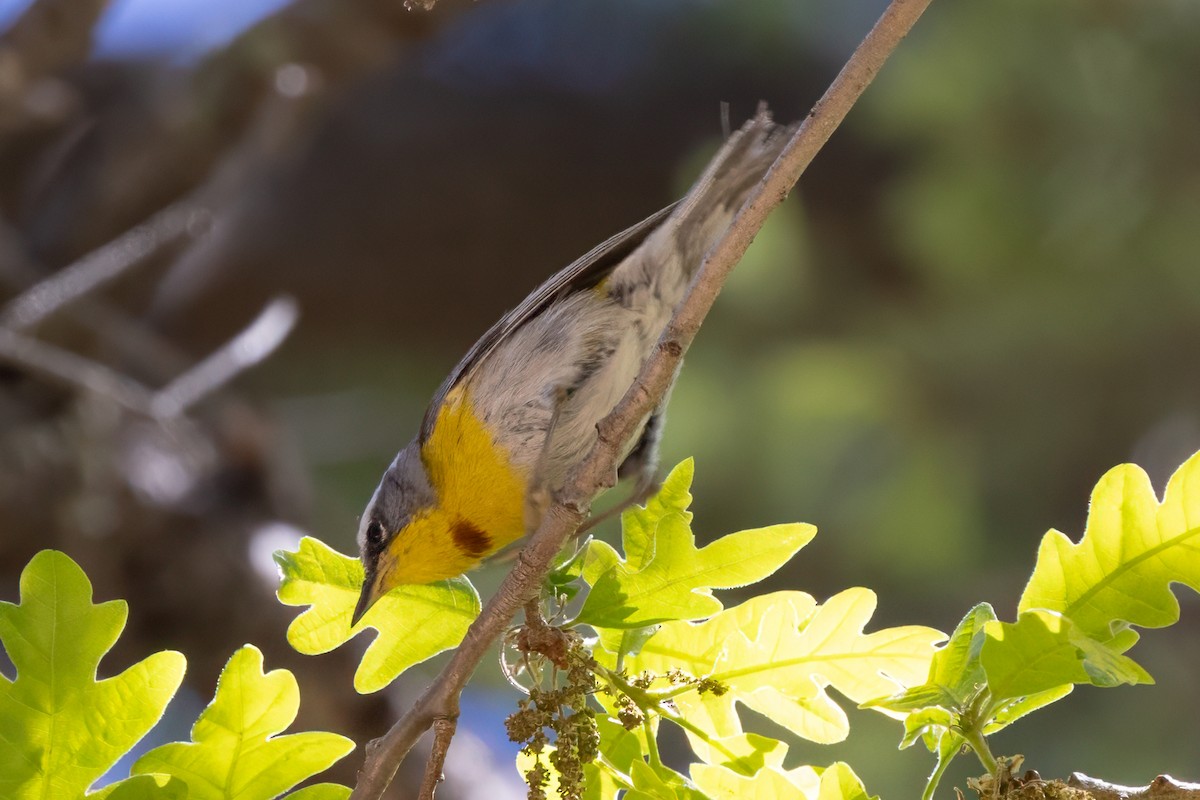 Crescent-chested Warbler - ML618916553