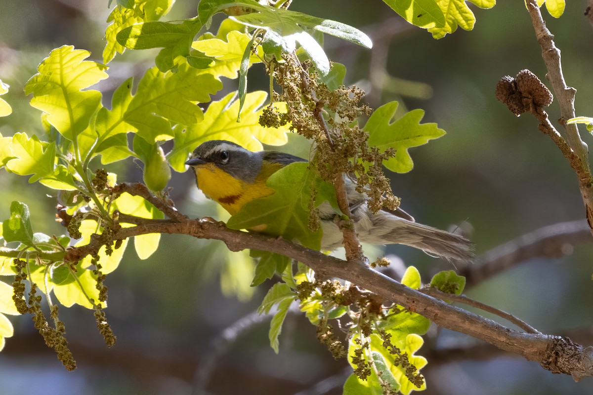 Crescent-chested Warbler - ML618916556