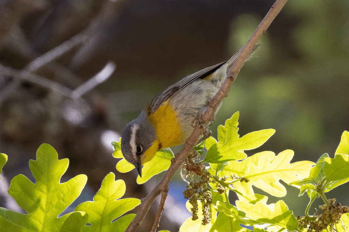 Crescent-chested Warbler - ML618916558