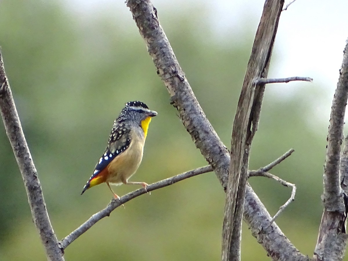 Spotted Pardalote - ML618916563