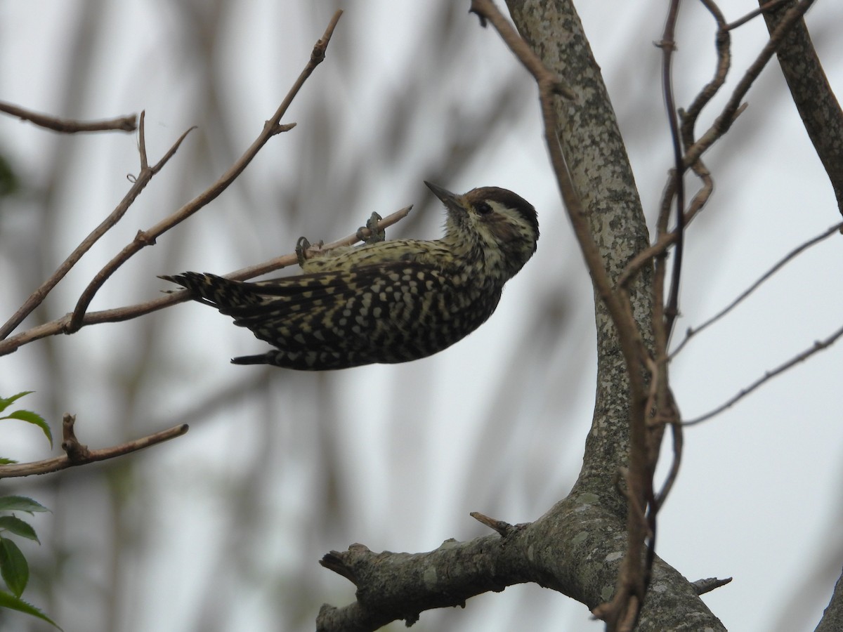 Checkered Woodpecker - Andrea de la Serna Alegre