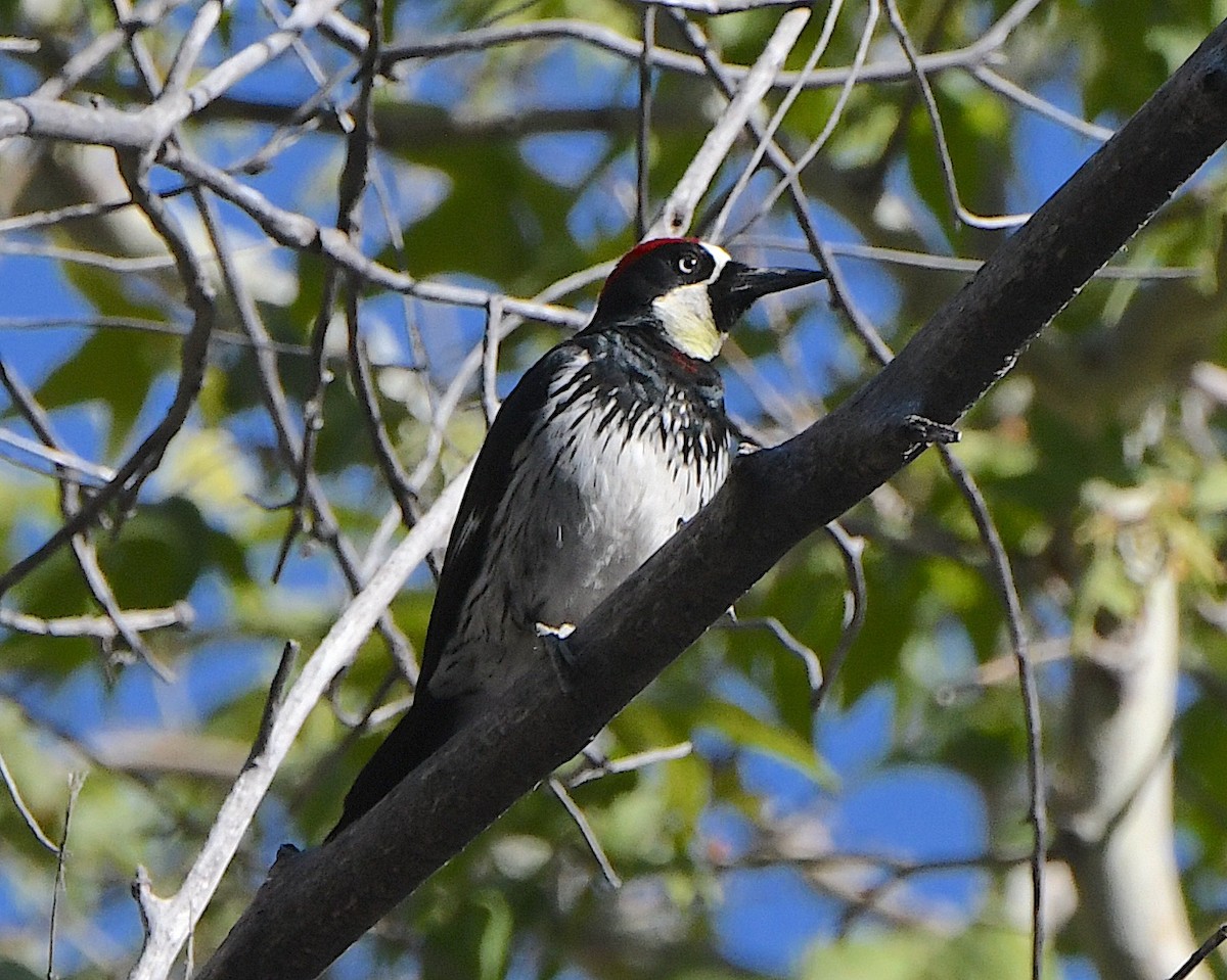 Acorn Woodpecker - ML618916607
