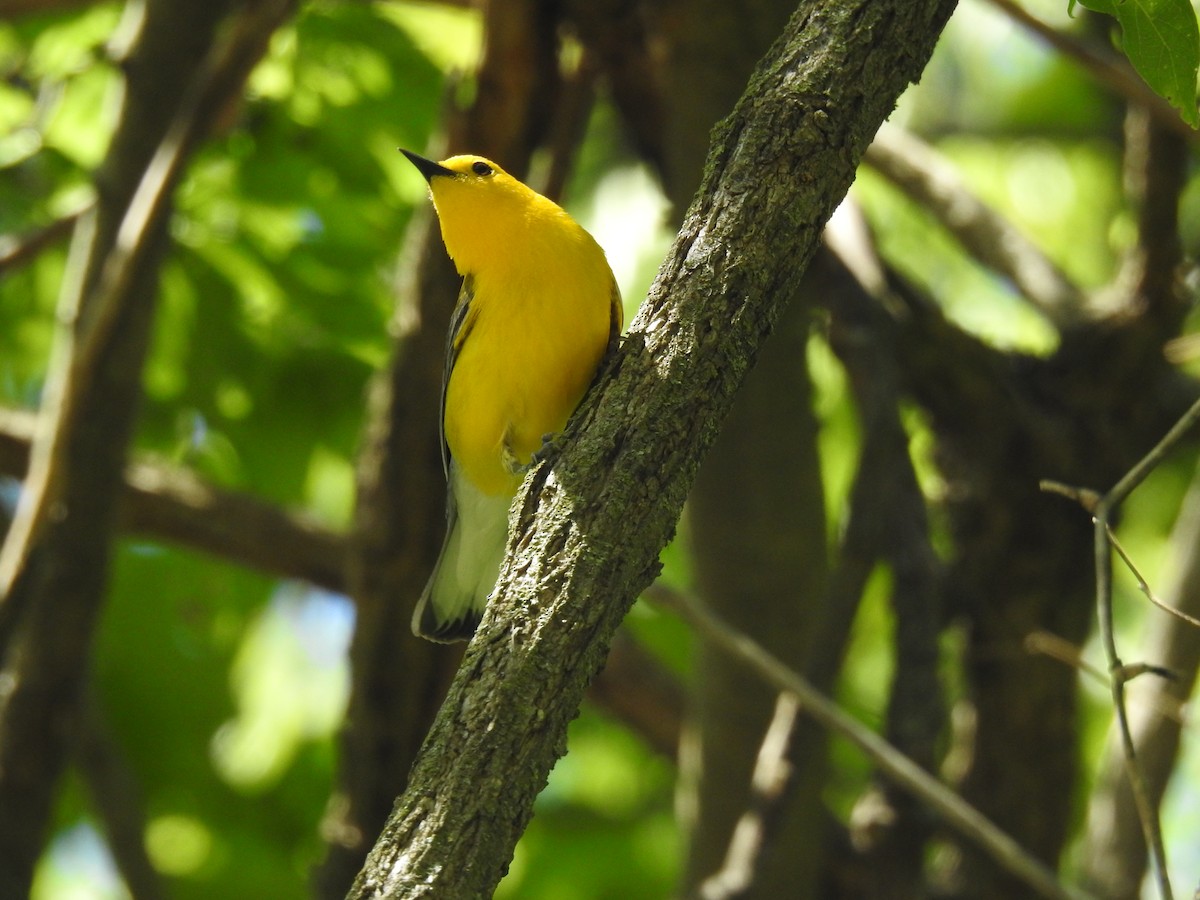 Prothonotary Warbler - ML618916631
