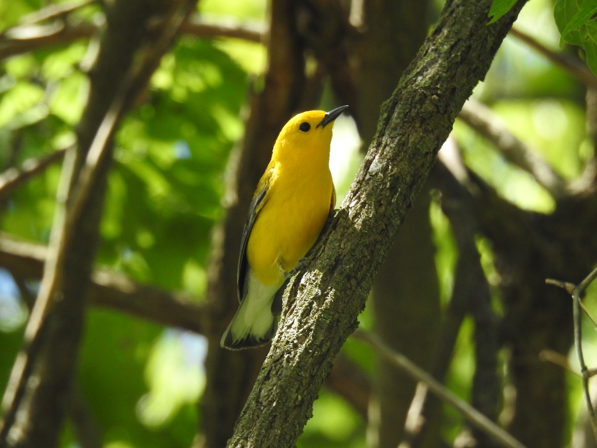Prothonotary Warbler - ML618916632