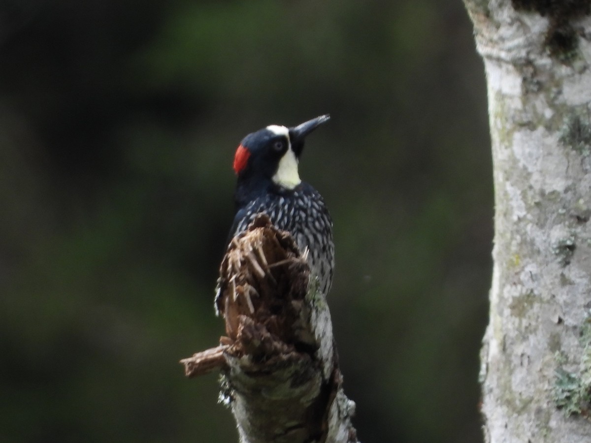 Acorn Woodpecker - ML618916636