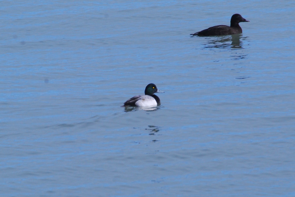 Greater Scaup - ML618916649