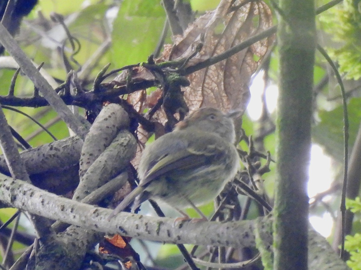Scale-crested Pygmy-Tyrant - ML618916665