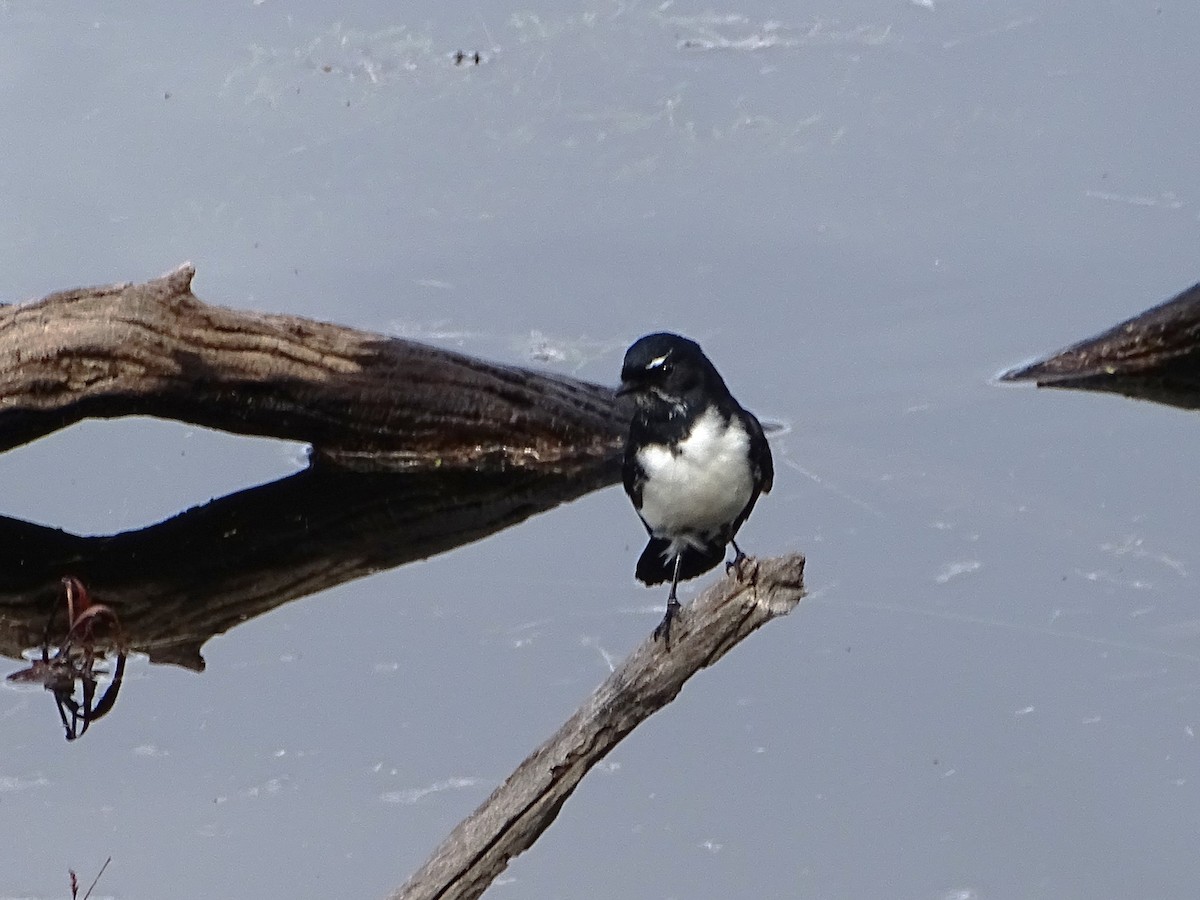 Willie-wagtail - ML618916666