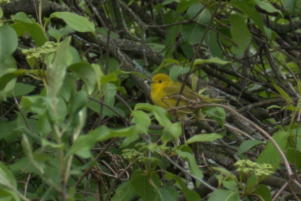 Yellow Warbler - Julie Perry
