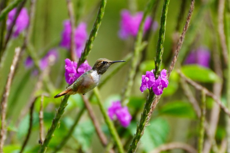 Scintillant Hummingbird - ML618916687