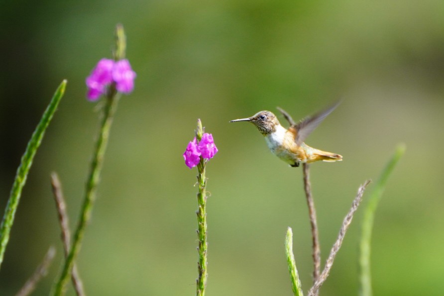 Scintillant Hummingbird - Teylor Redondo