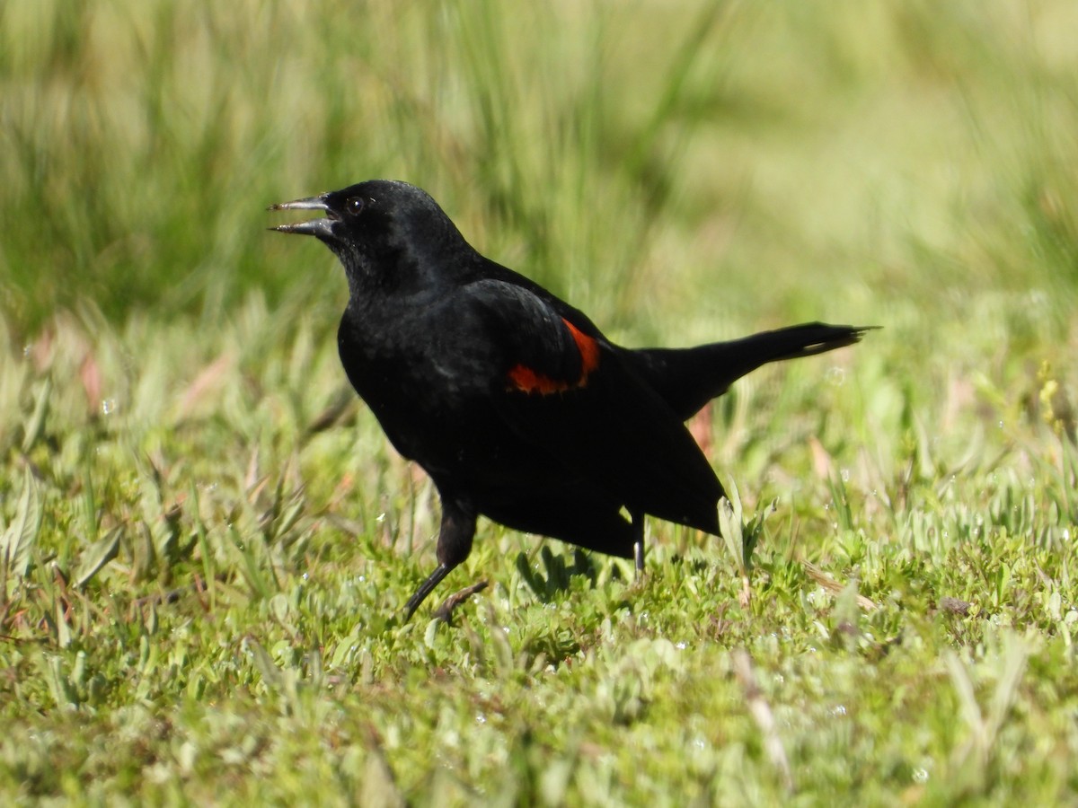 Red-winged Blackbird (Mexican Bicolored) - Nancy Dunn