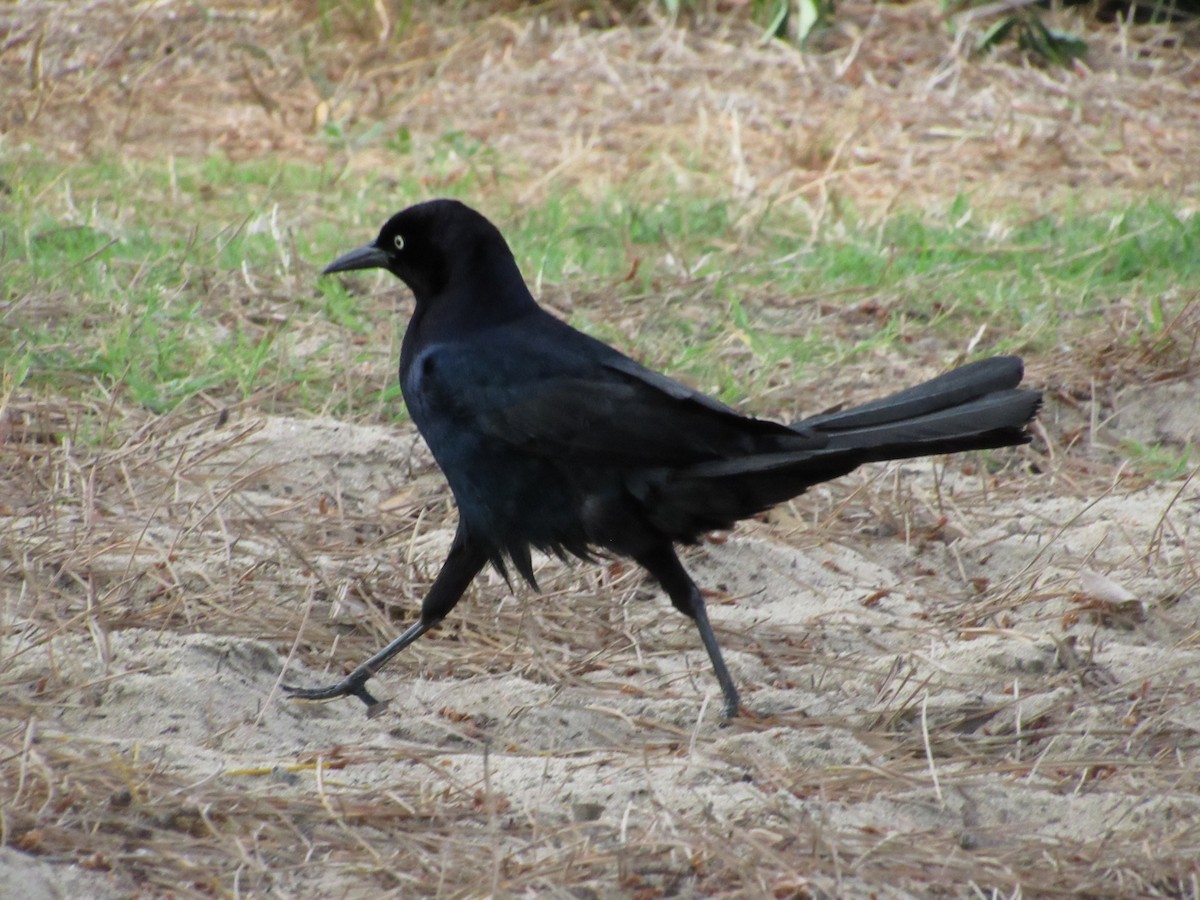 Boat-tailed Grackle - ML618916712