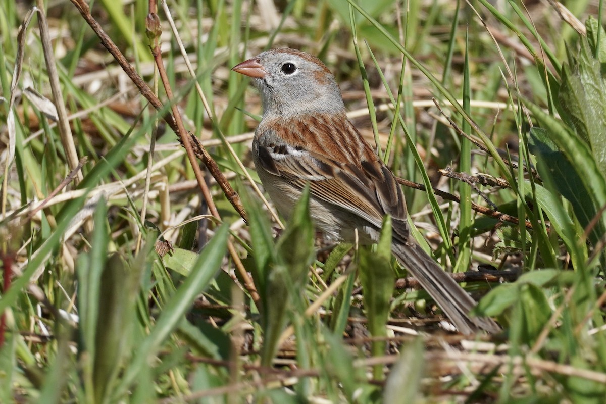 Field Sparrow - ML618916719