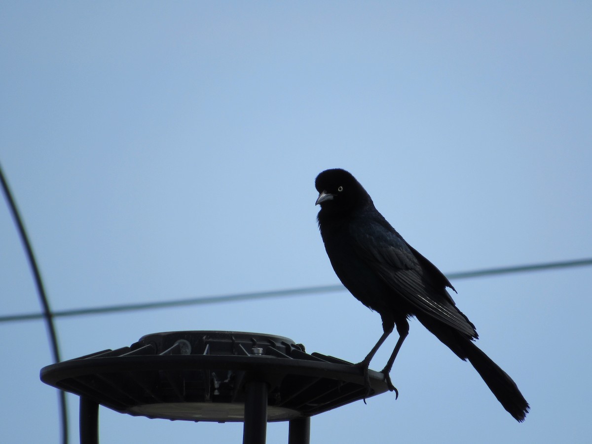 Boat-tailed Grackle - ML618916733