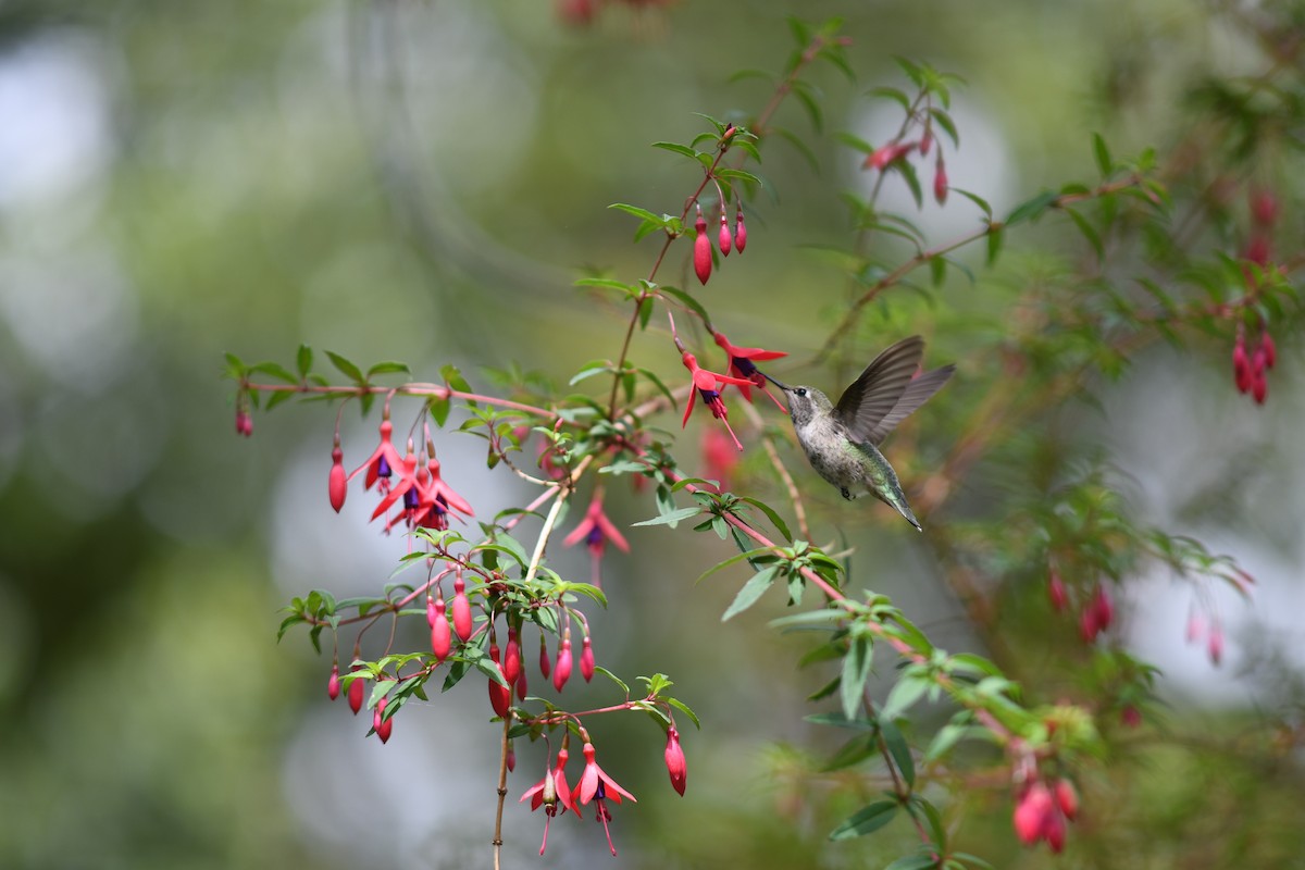 Anna's Hummingbird - ML618916734