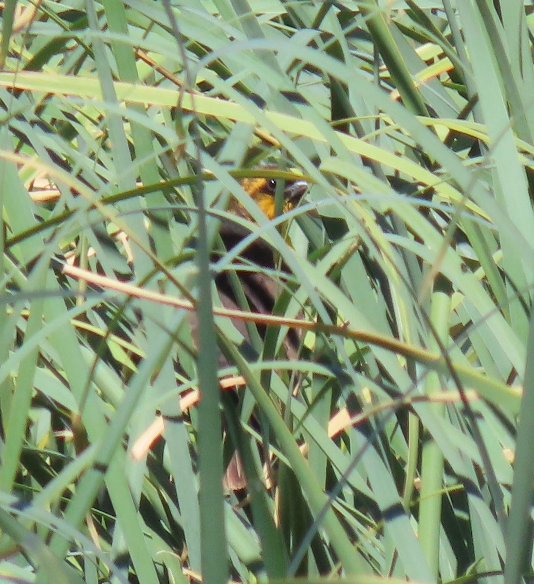 Yellow-headed Blackbird - ML618916759