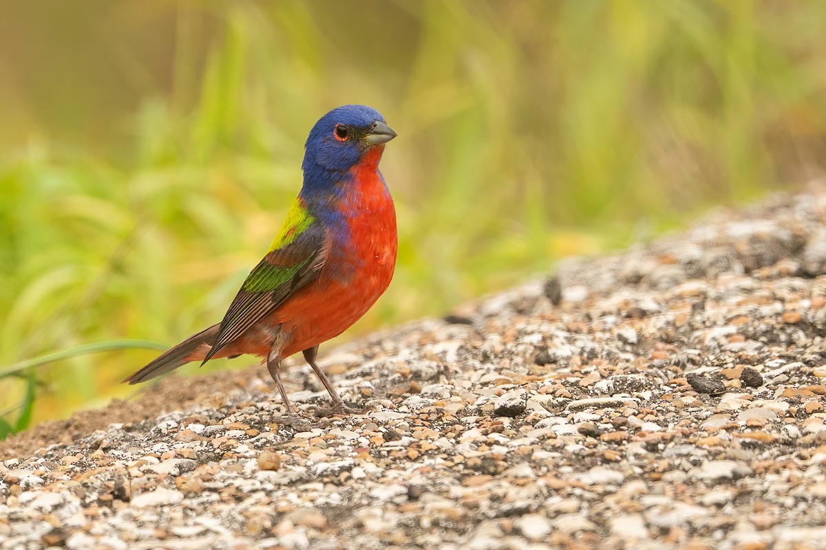 Painted Bunting - ML618916777
