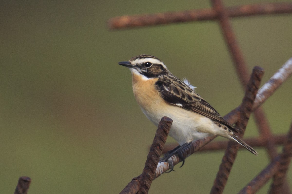 Whinchat - ML618916783