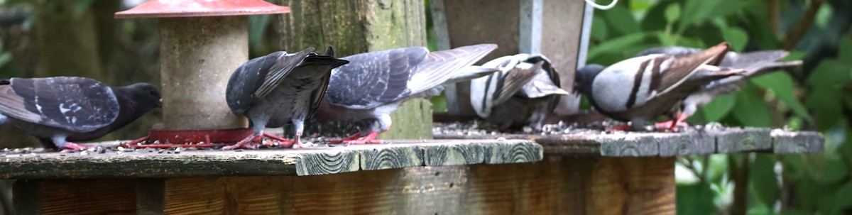 Rock Pigeon (Feral Pigeon) - ML618916805
