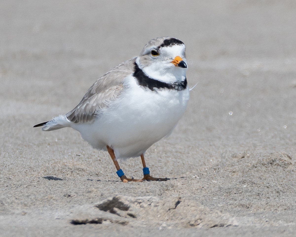 Piping Plover - ML618916826
