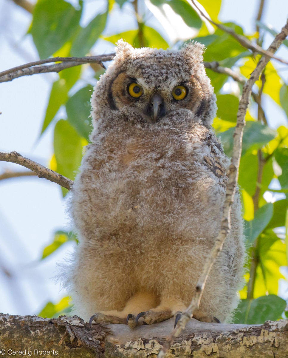 Great Horned Owl - ML618916842