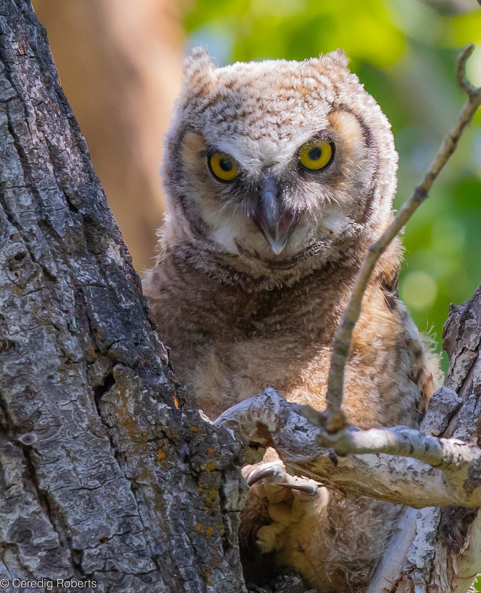 Great Horned Owl - ML618916843