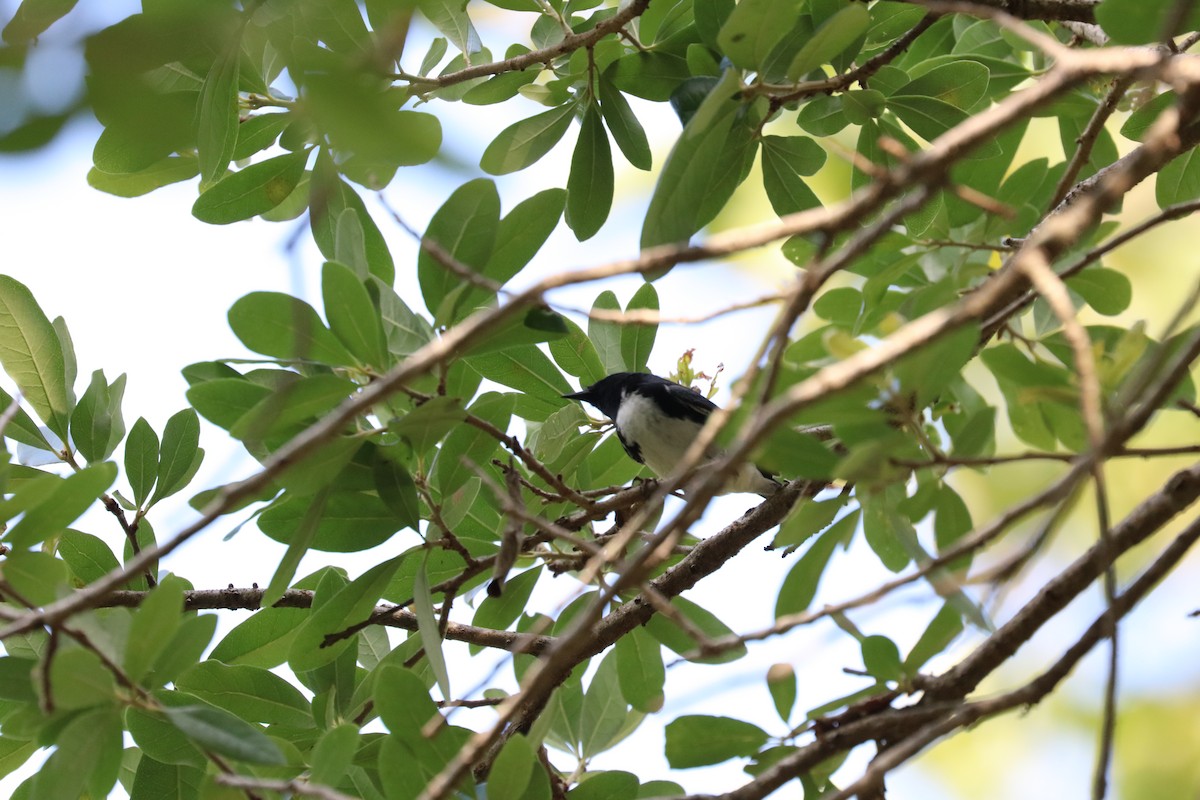 Black-throated Blue Warbler - ML618916848
