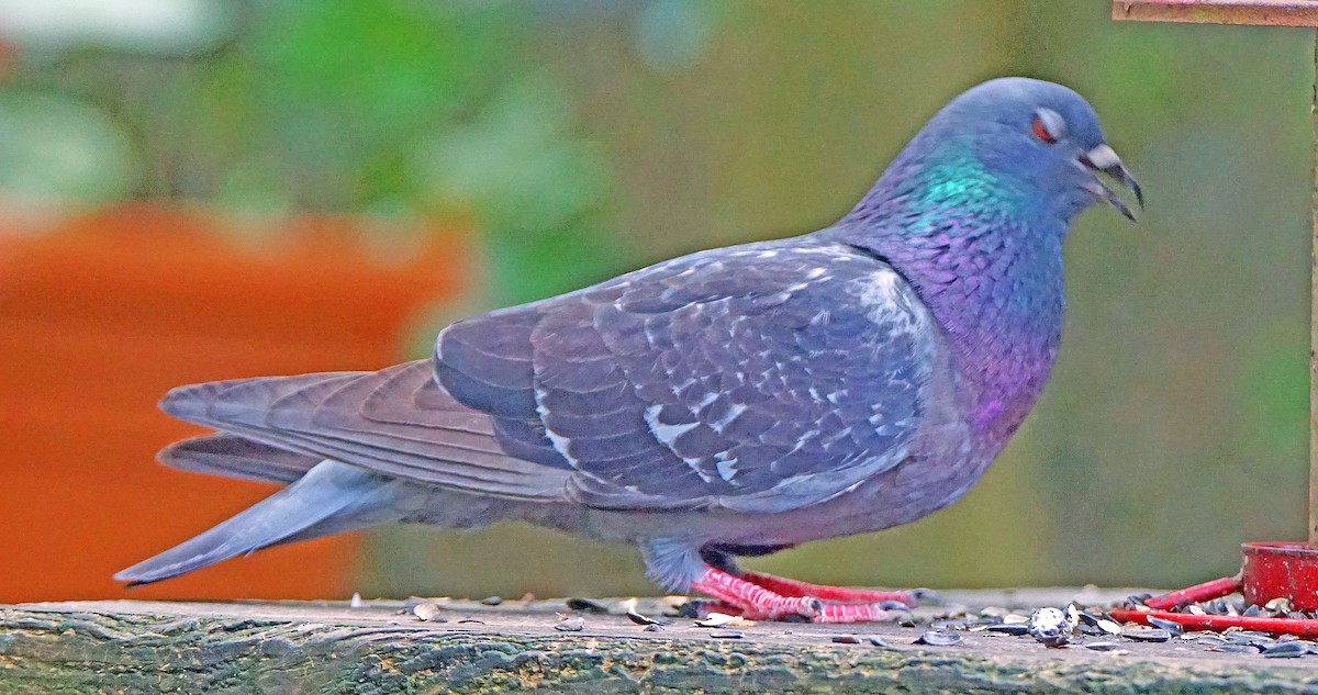 Rock Pigeon (Feral Pigeon) - ML618916850