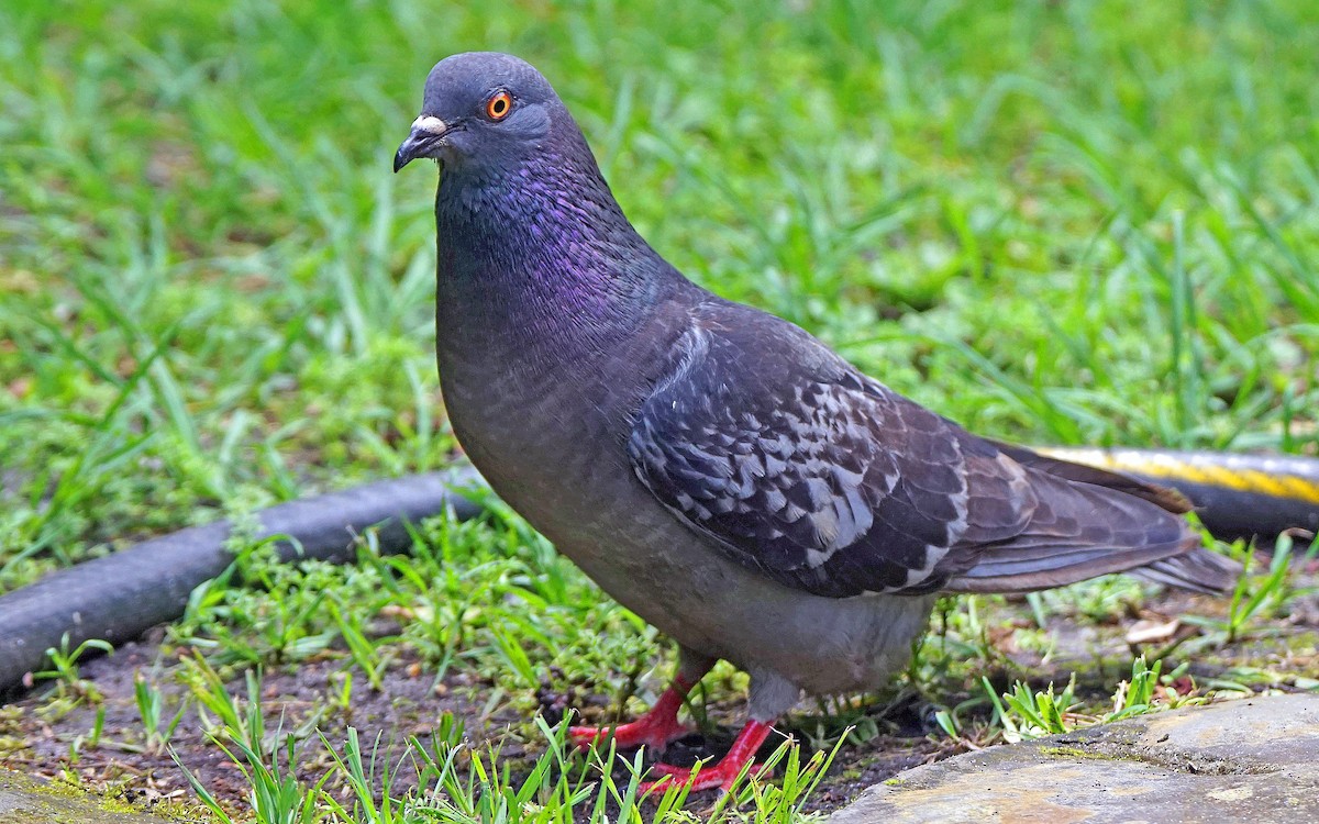 Rock Pigeon (Feral Pigeon) - Curtis Makamson