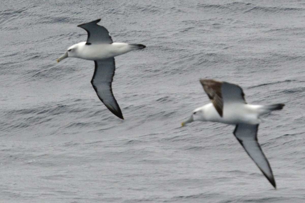 White-capped Albatross - ML618916883