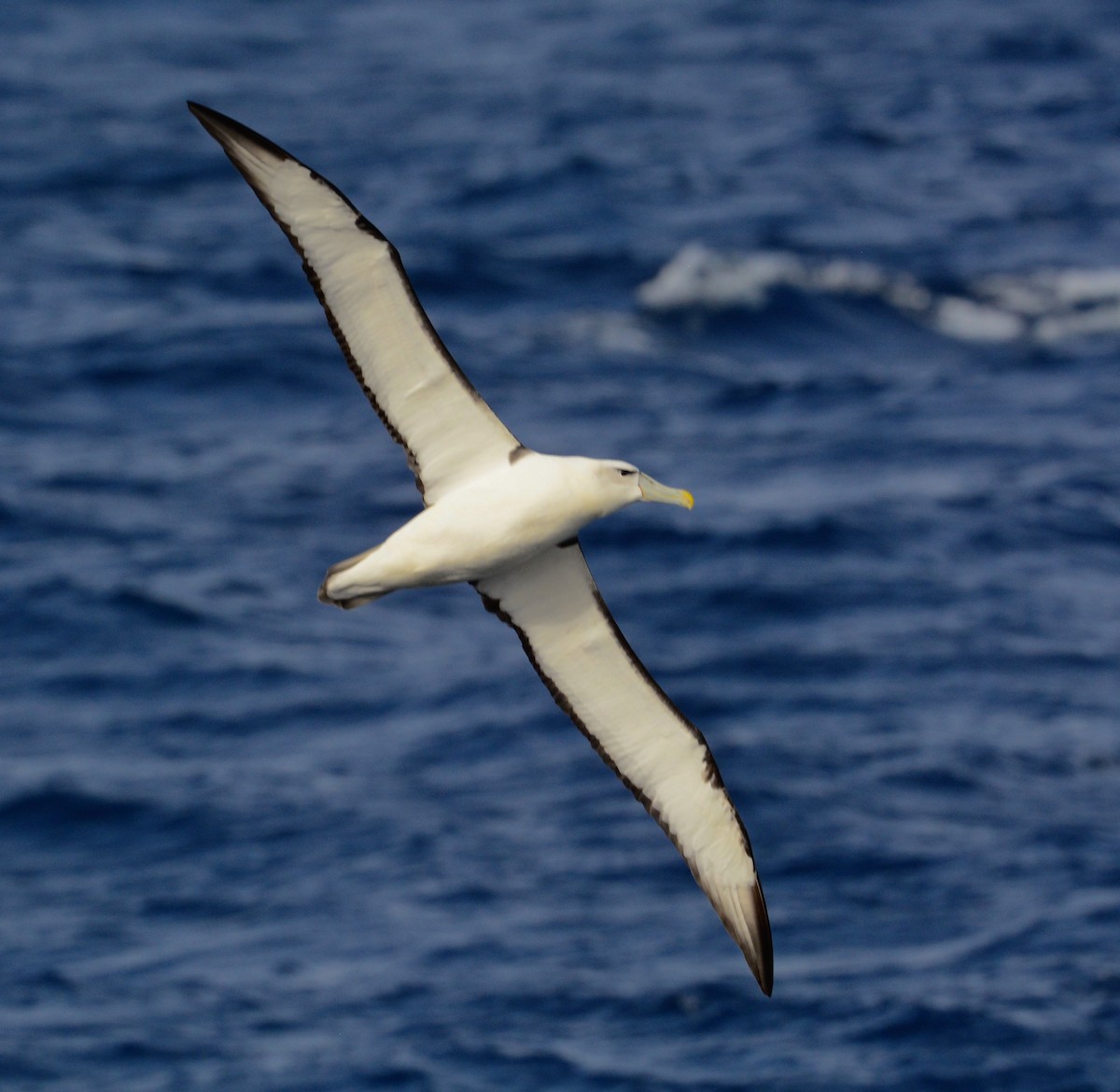 White-capped Albatross - ML618916886
