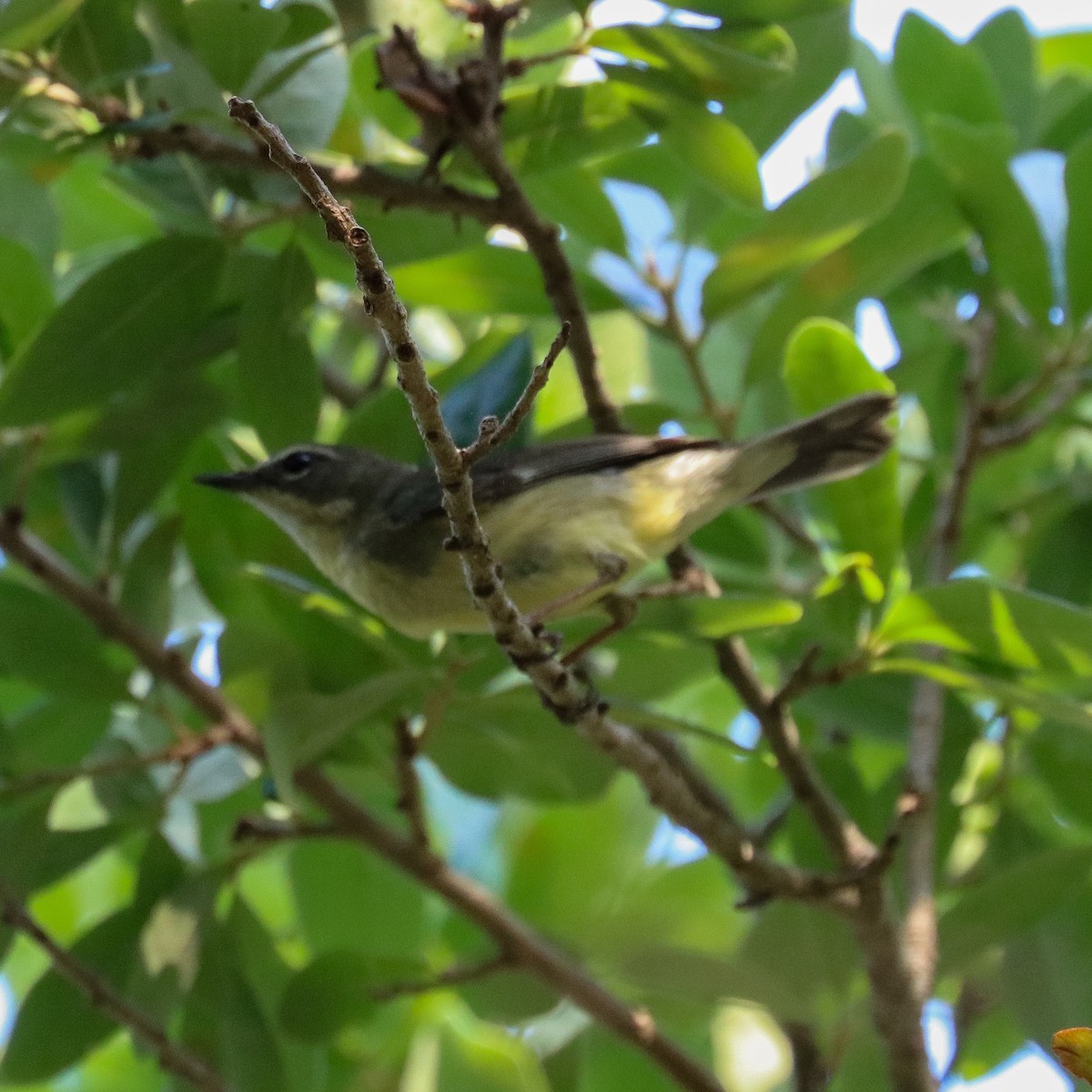 Black-throated Blue Warbler - ML618916901