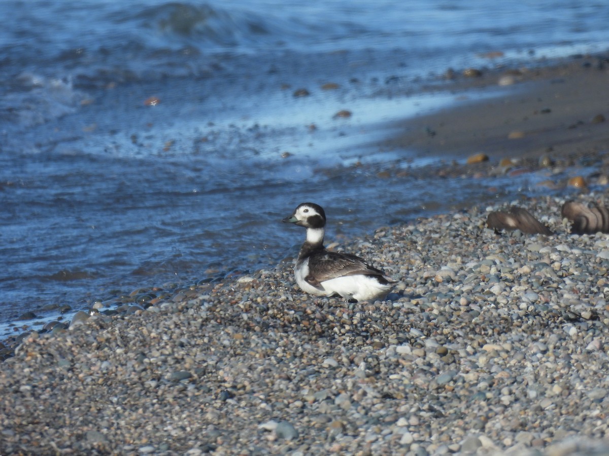 Long-tailed Duck - ML618916903