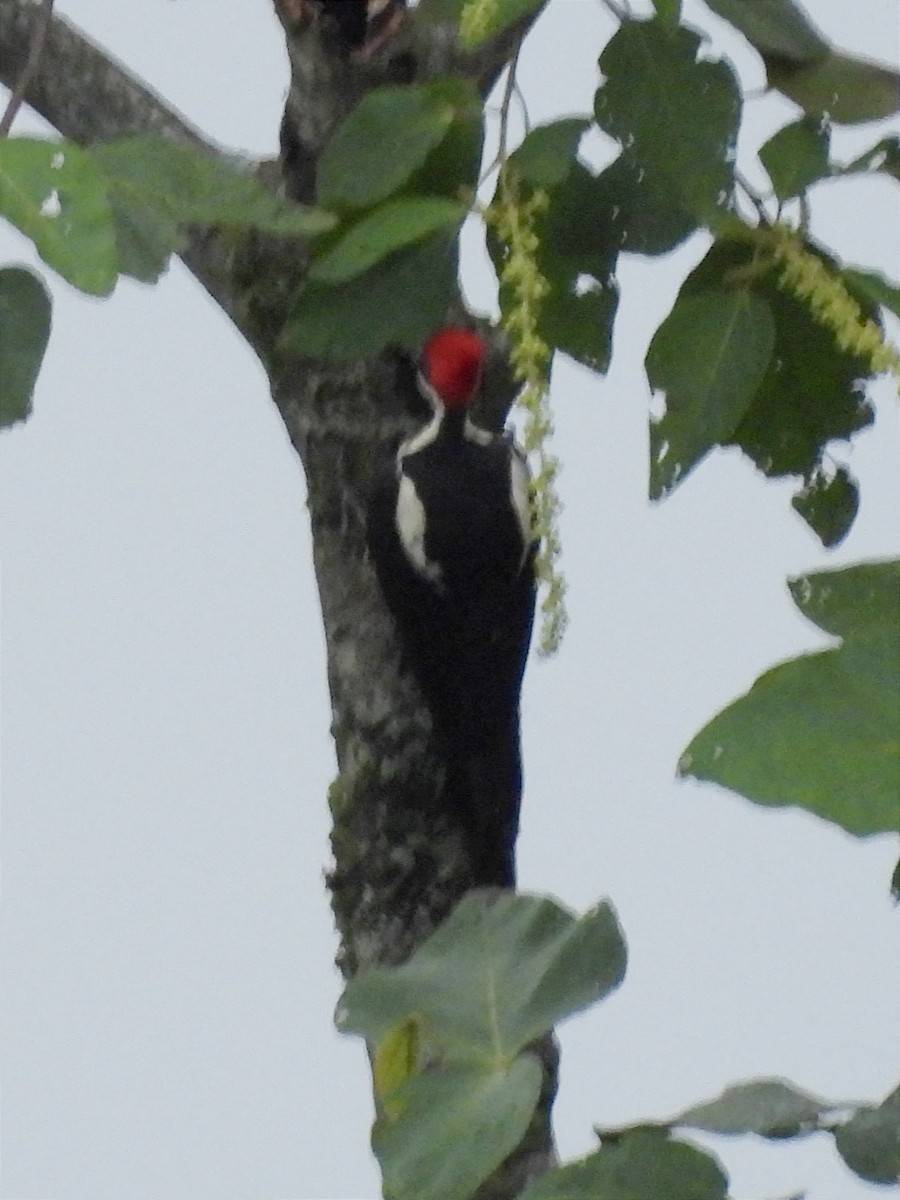 Lineated Woodpecker - Jhon Carlos Andres Rivera Higuera