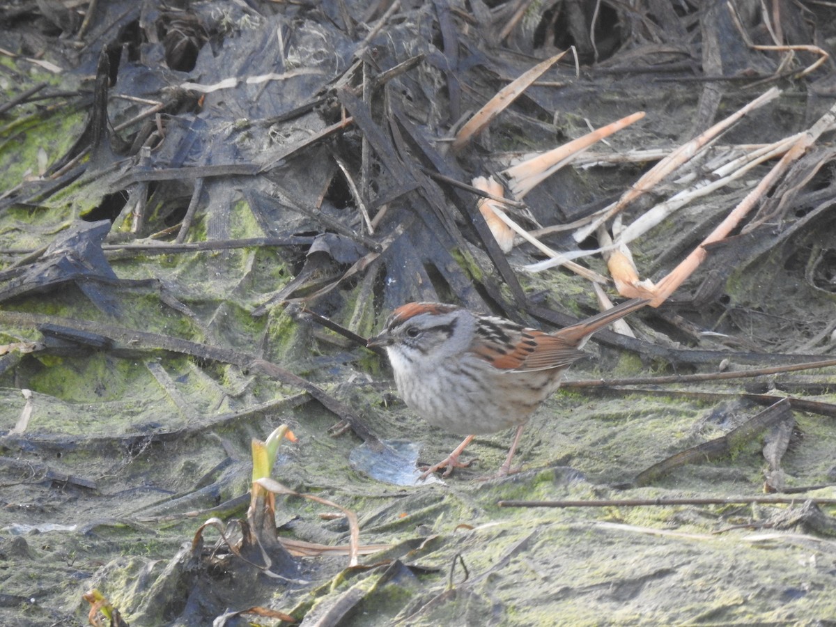 Swamp Sparrow - ML618916919