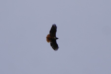 Red-tailed Hawk - Teylor Redondo