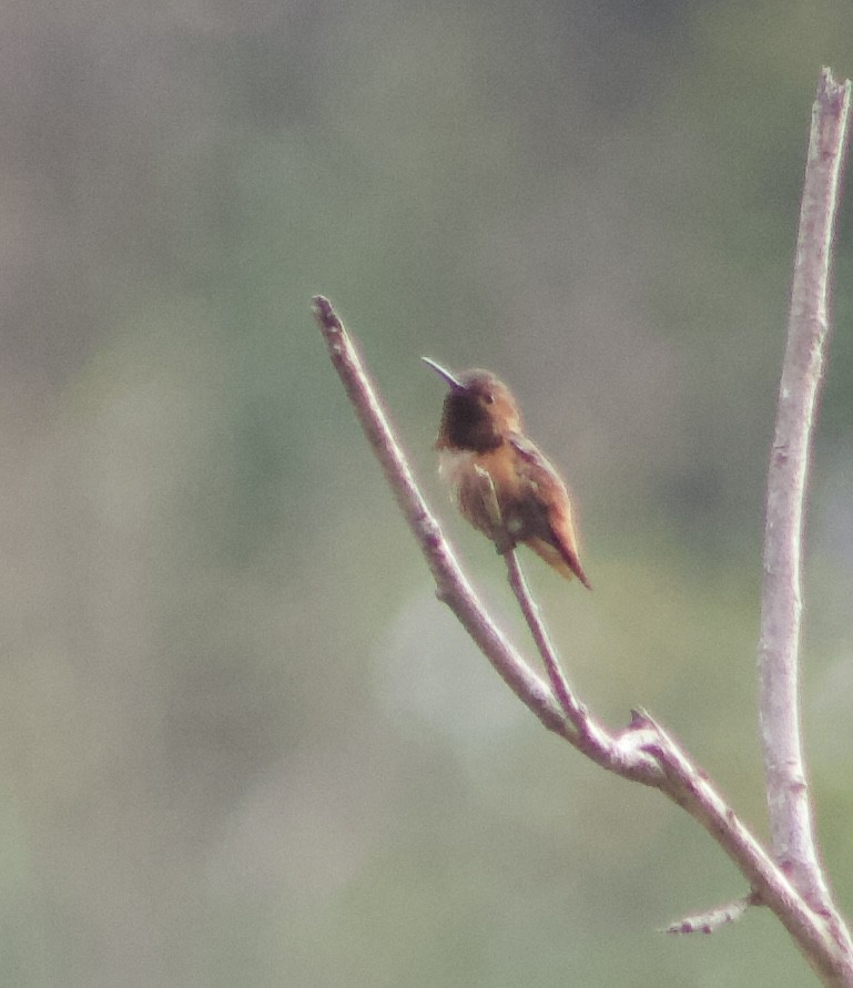 Allen's Hummingbird - ML618916941