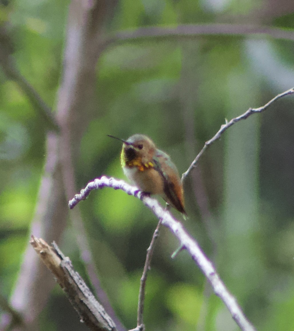 Allen's Hummingbird - ML618916942