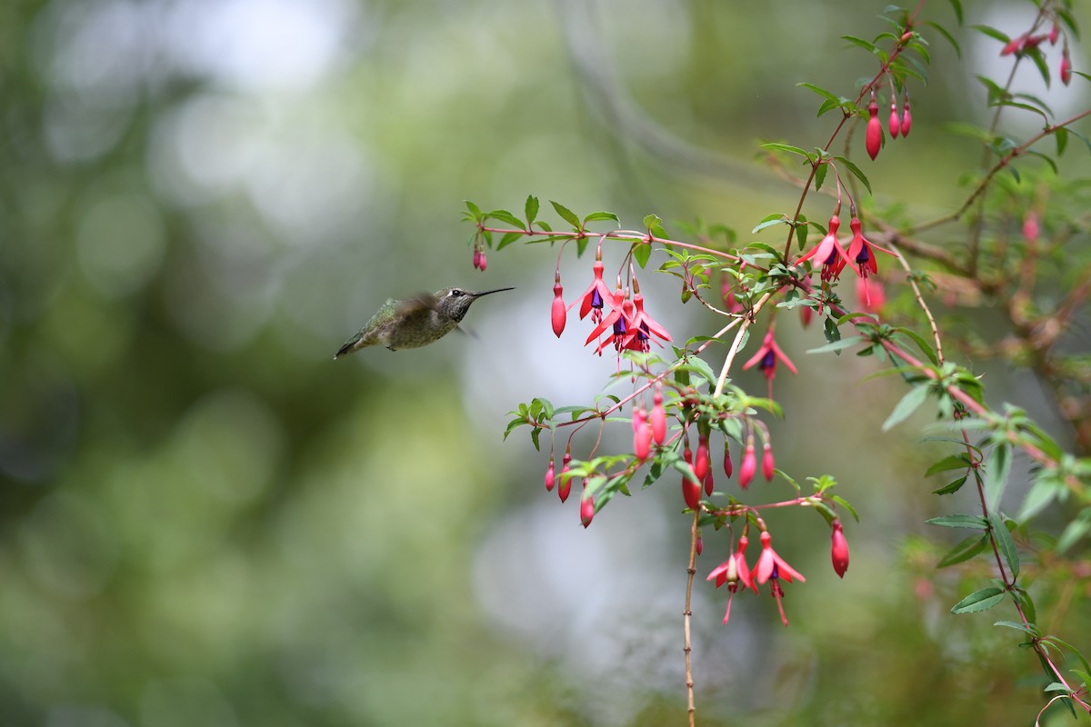 Anna's Hummingbird - Julia Koldobskiy