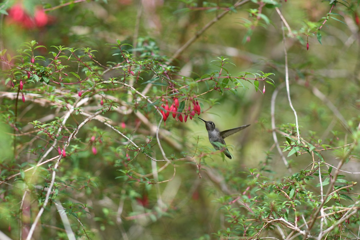 Anna's Hummingbird - ML618916959