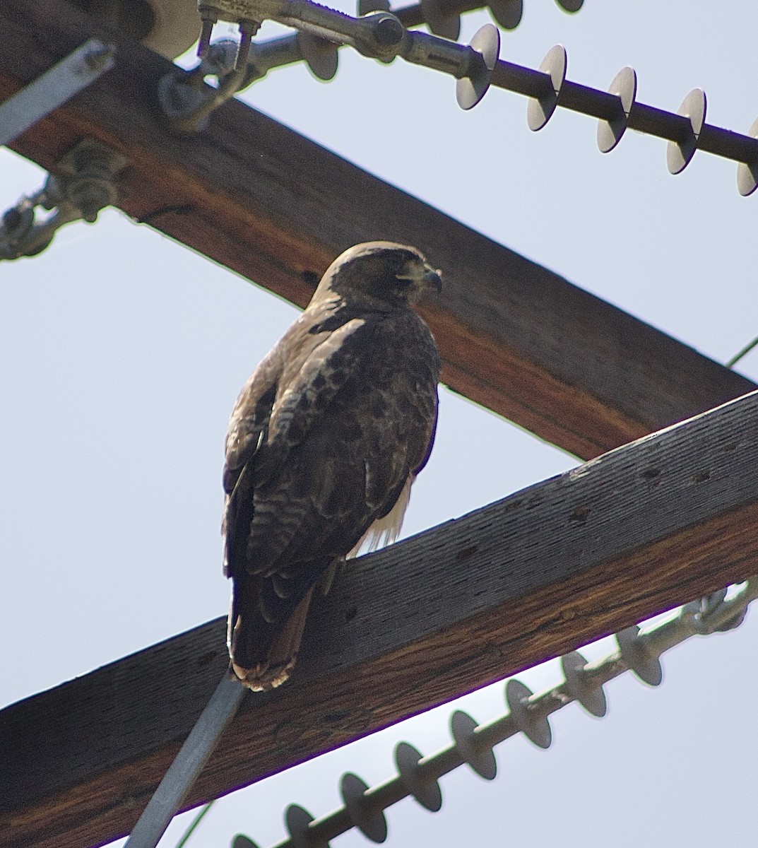 Red-tailed Hawk - ML618916971