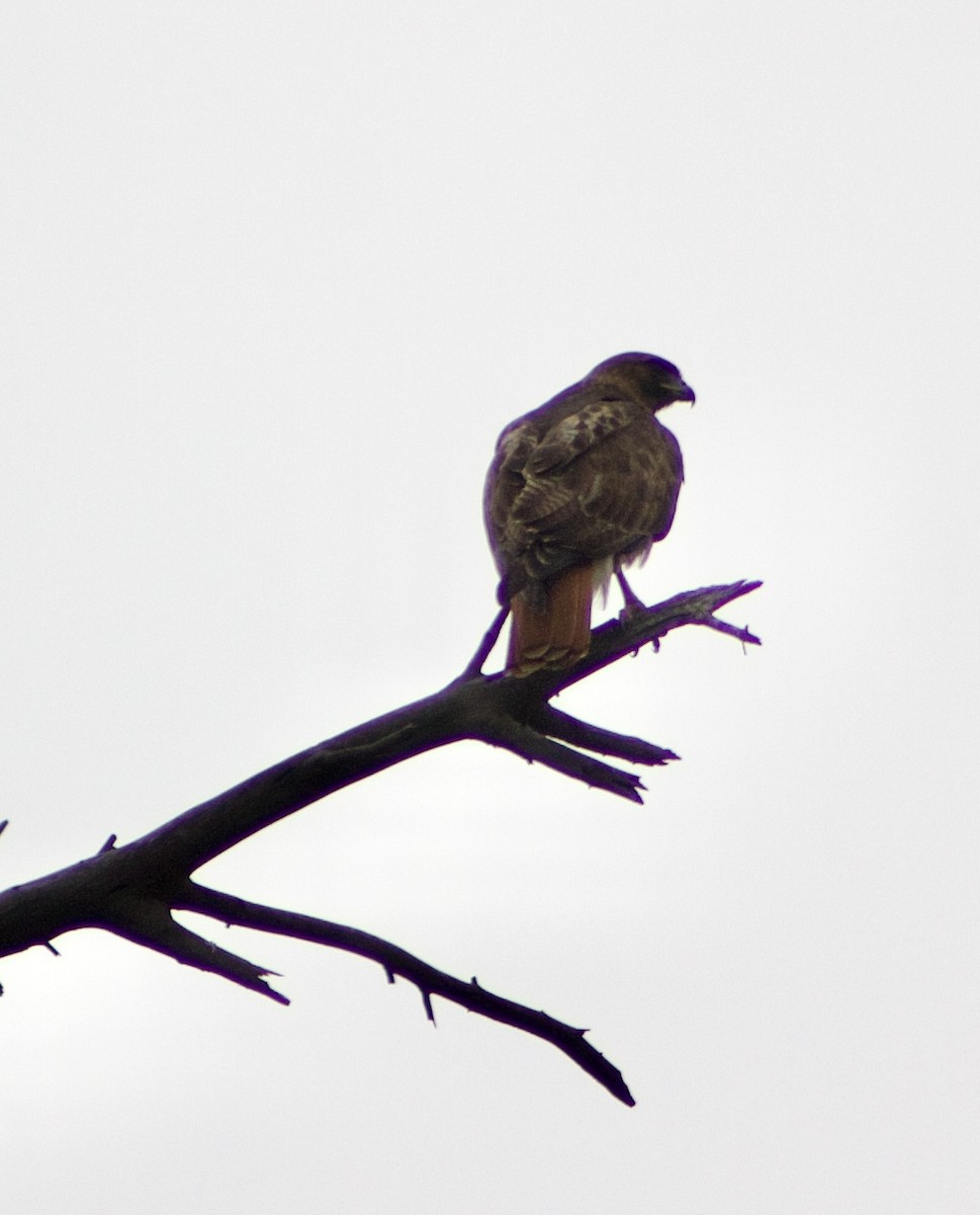 Red-tailed Hawk - ML618916972