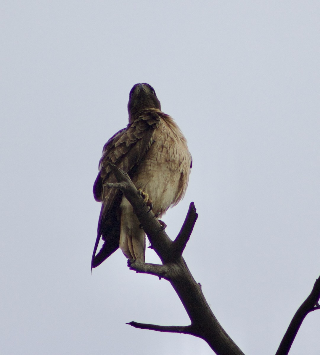 Red-tailed Hawk - ML618916973