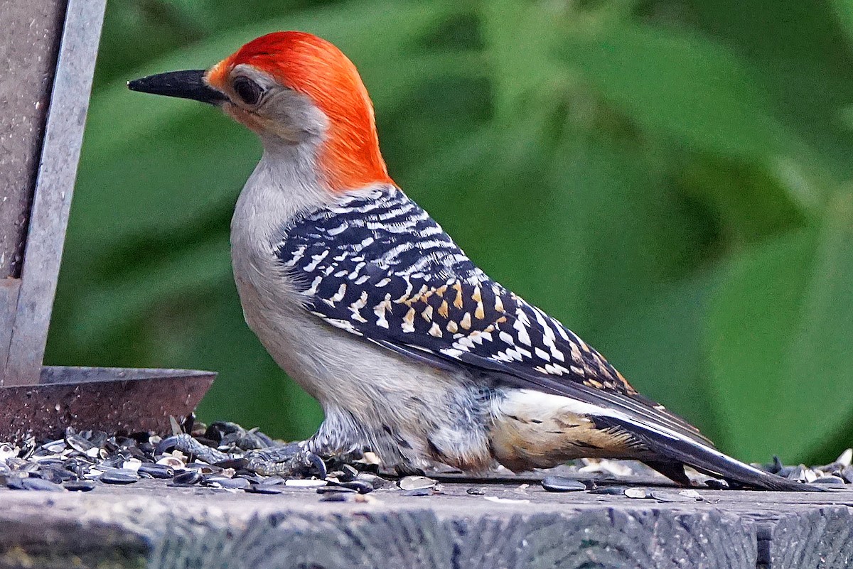 Red-bellied Woodpecker - Curtis Makamson