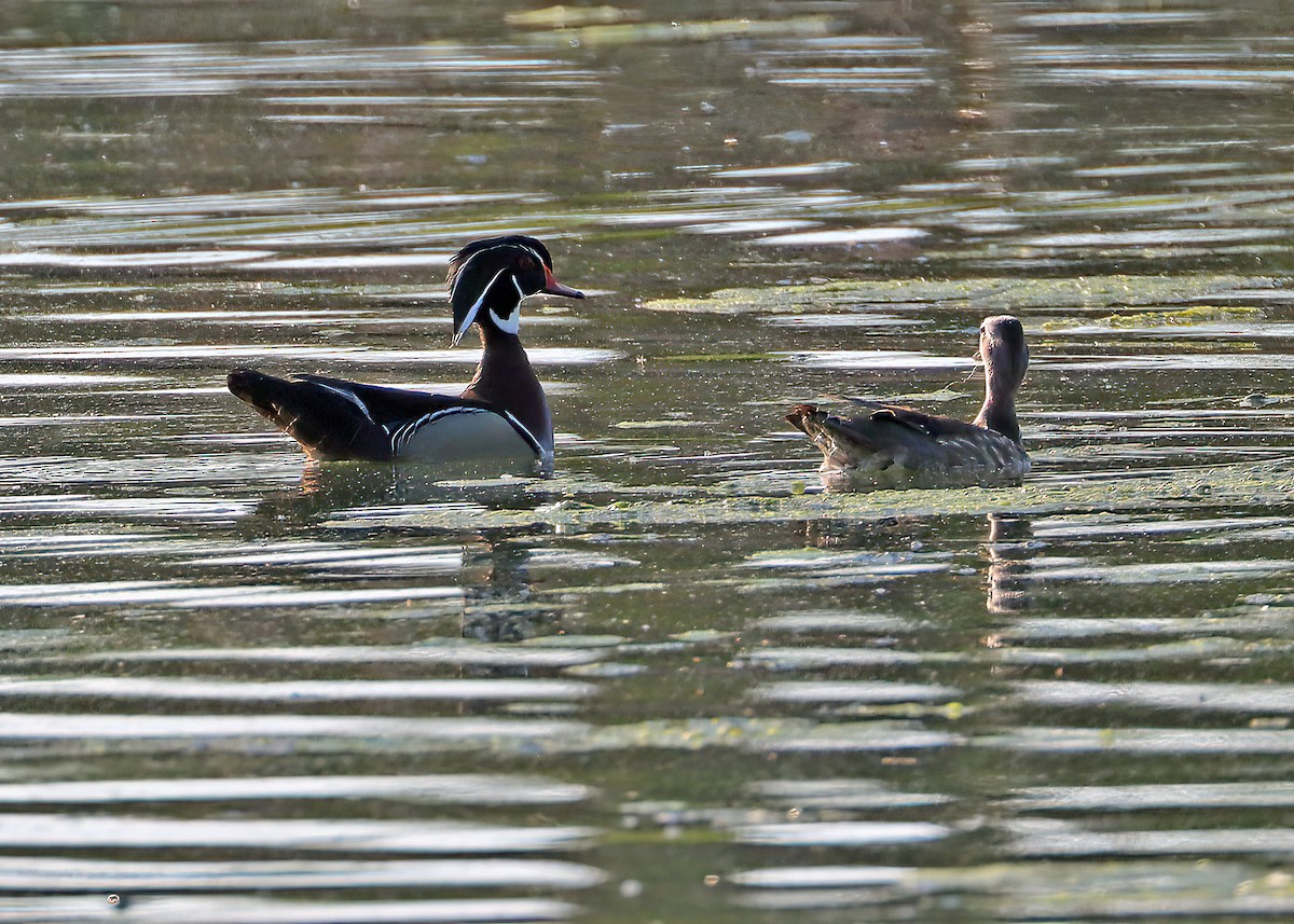 Wood Duck - Gary and Jan Small