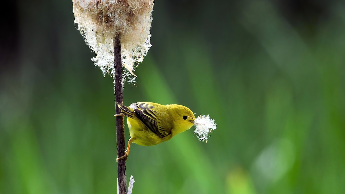 Yellow Warbler - Amelia Starliper