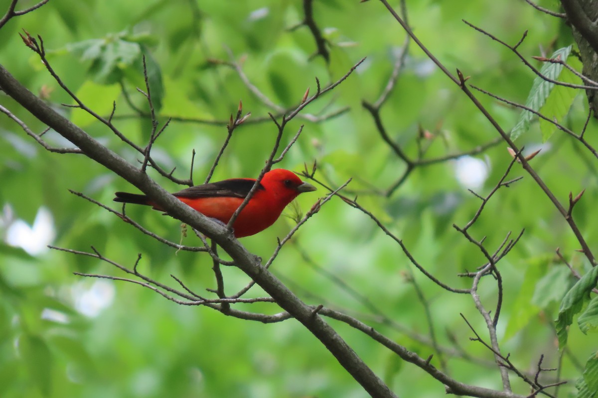 Scarlet Tanager - ML618917005