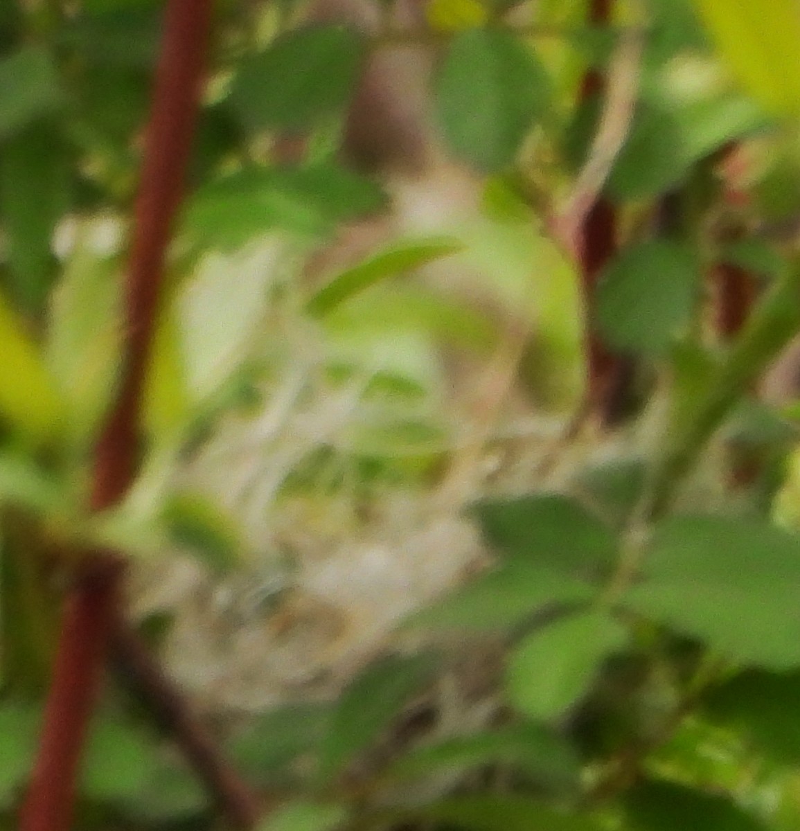 Yellow Warbler - alan murray